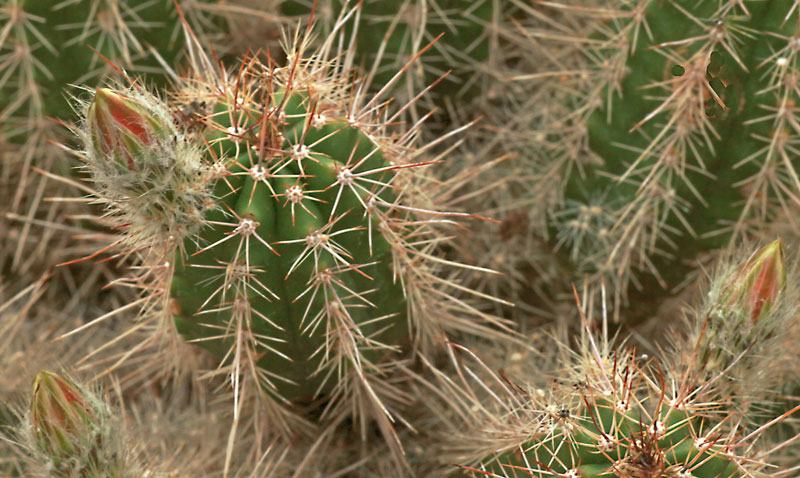 Echinocereus delaetii